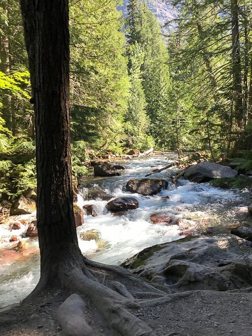 Trail of the Cedars GNP