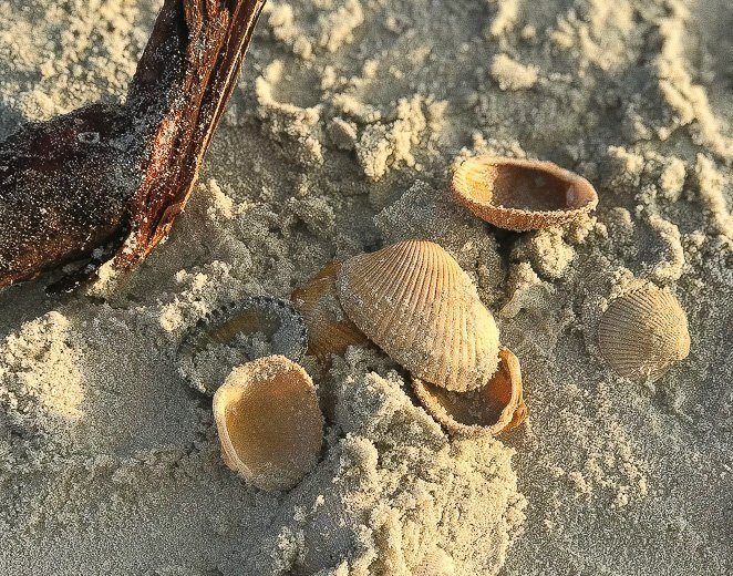 Shelling St. Augustine Beach