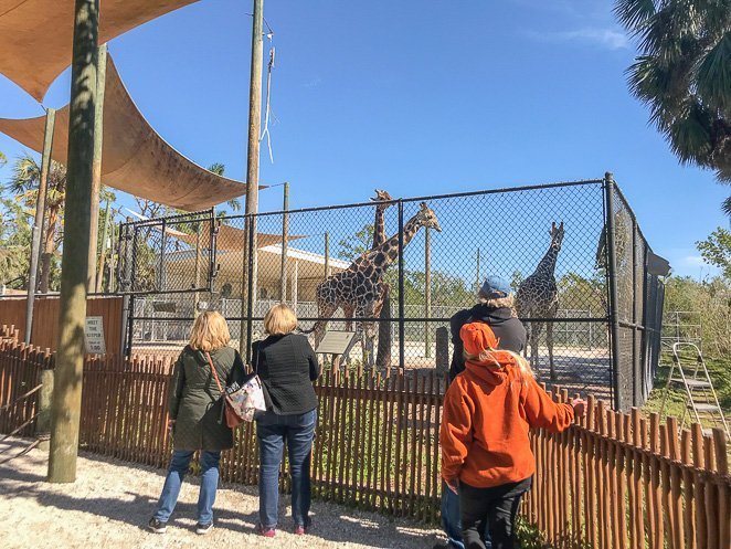 Naples Zoo Giraffes