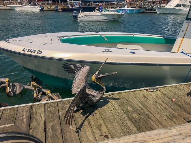 Shem Creek Pelicans - What to do in Charleston SC with kids