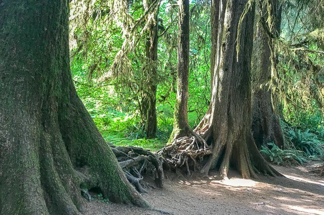 Hike in a Rainforest in the USA - Ultimate Bucket List Idea