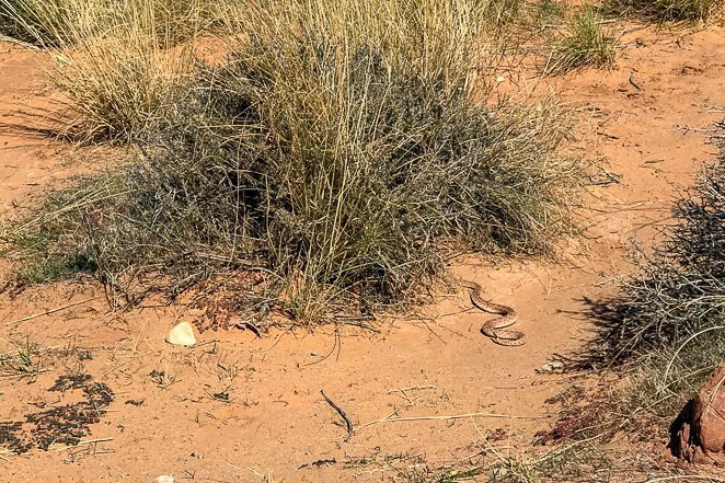 See a Rattlesnake in the wild - Crazy bucket list ideas