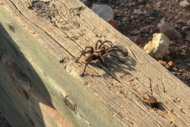 See a Tarantula in a wild - Crazy Bucket List Ideas