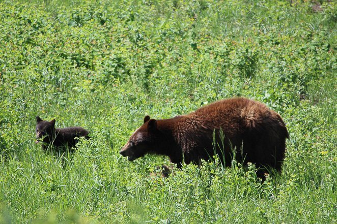 See a bear in the wild - life bucket list idea