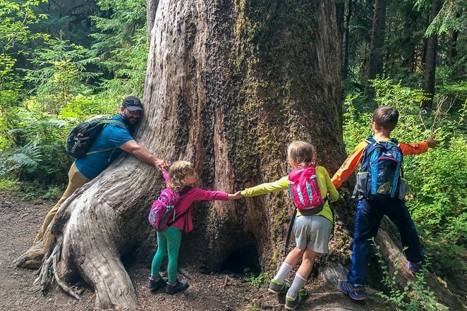 Unique Bucket List Ideas - Hug A Tree - Redwoods