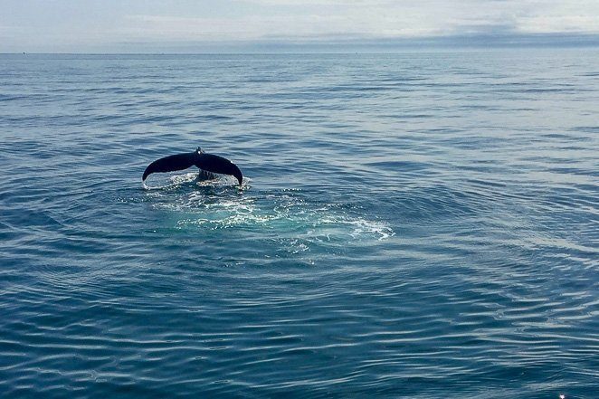 Whale Watching - 10 things to do before you die