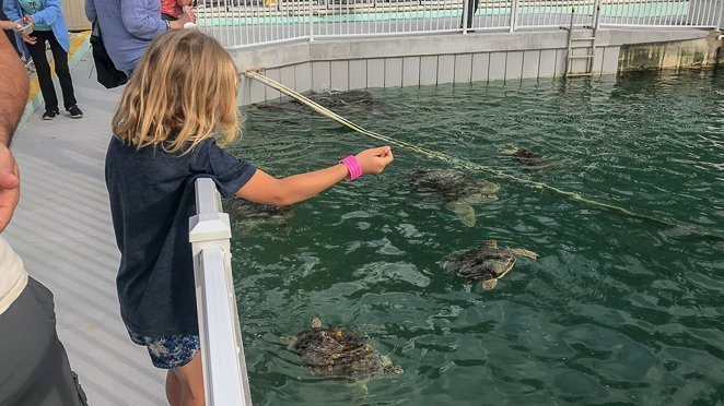 Feed the Sea Turtles at the Turtle Hospital