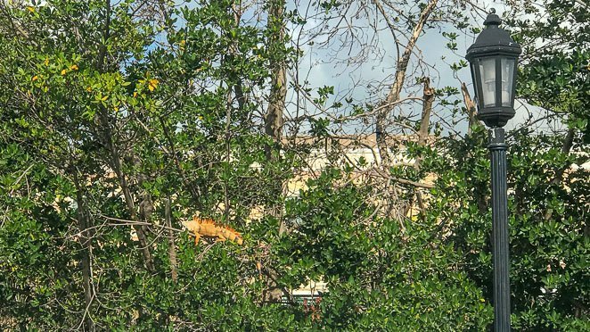 Fun things to do in Key West with kids - find an Iguana in the wild