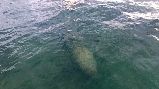 Manatees Florida Keys