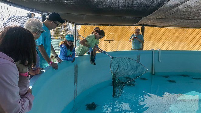 Sea Turtle Hospital Marathon FL Keys