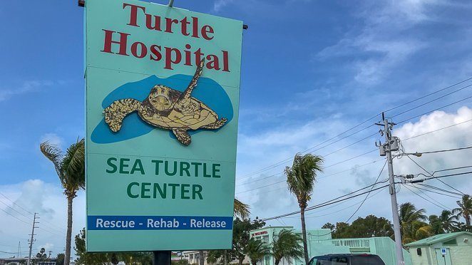 Things to do in Marathon FL - Visit the turtle hospital