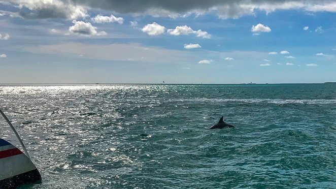 Thing to do Key West - Spot Dolphins