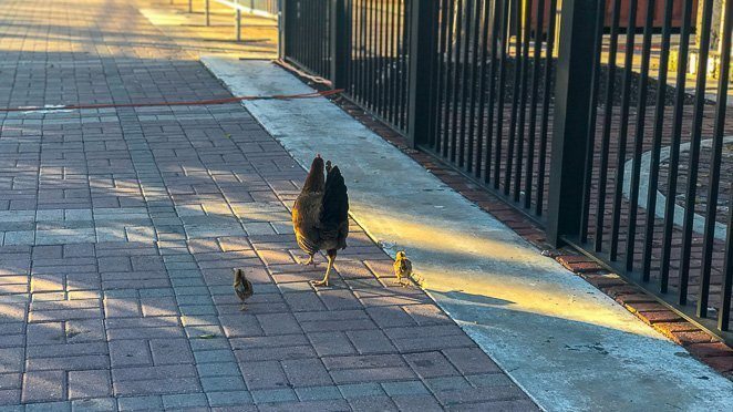 Things to do in Key West Florida With Kids - Spot a chicken or rooster in the wild