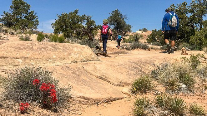 Needles Canyonlands Flowers on the hiking trails