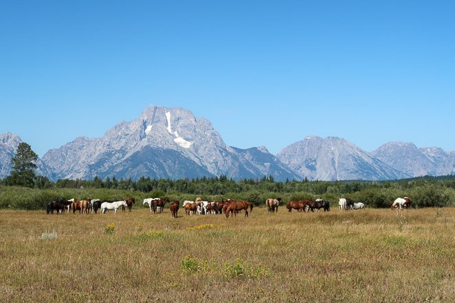 Grand Teton National Park Horses