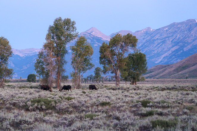 Moose and Wildlife in the campground in Grand Teton