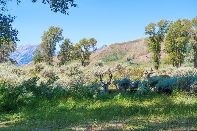 See Wildlife in Grand Teton NP