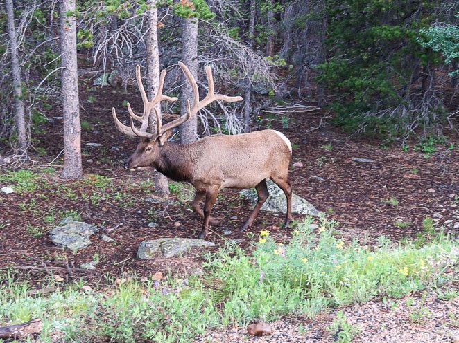 best hikes in rocky mountain national park seeing Elk