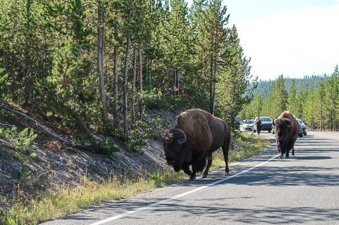 Yellowstone Itinerary 2 Days See Bison Yellowstone Itinerary 2 Days See Bison