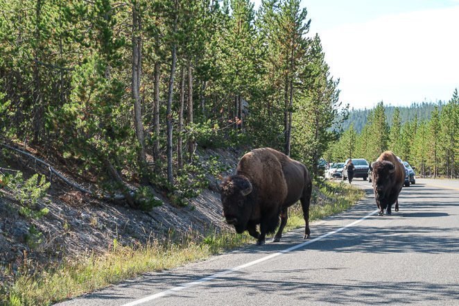 Yellowstone Itinerary 2 Days See Bison 