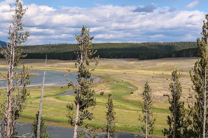 Bison in the Hayden Valley