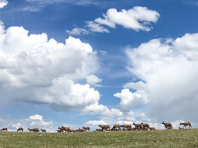 Elk in the Mountains