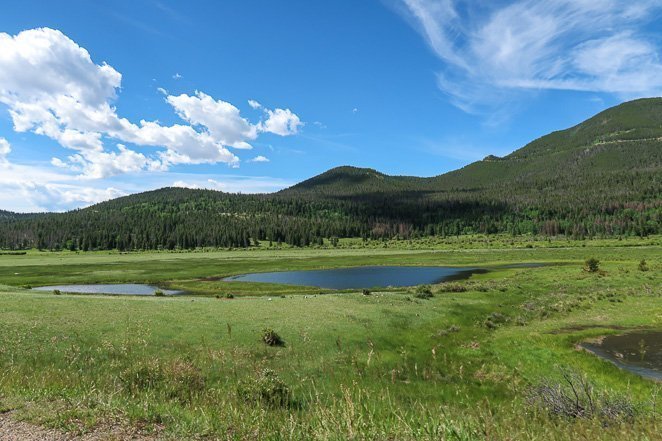 Look for Rocky Mountain Sheep at Sheeps Lake