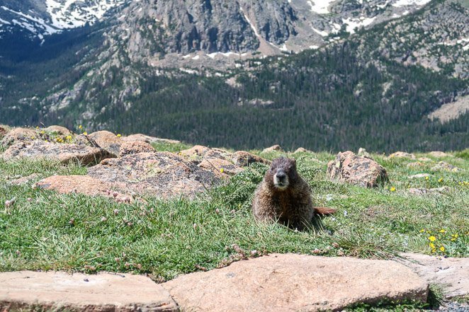Marmots in Colorado Marmots in Colorado