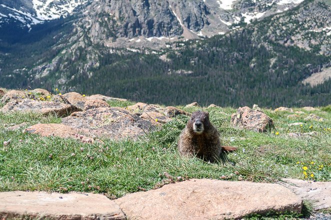 Marmots in Colorado