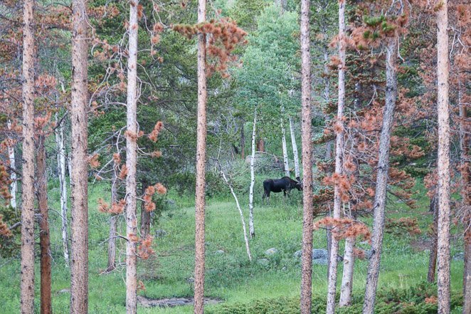 See a Moose In Rocky Mountain National Park