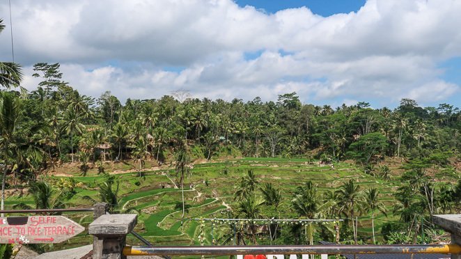 Rice Terrances Bali