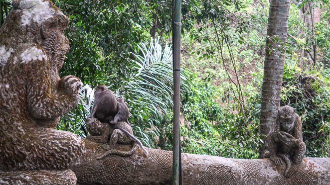 Visit the Monkey Forest Bali