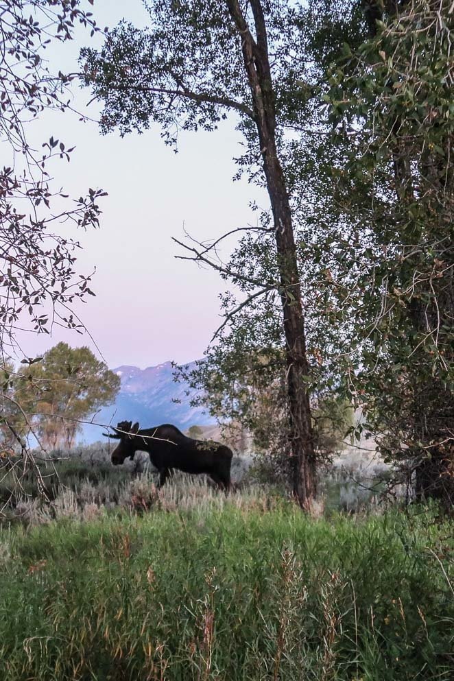 Moose and Wildlife in Grand Tetons