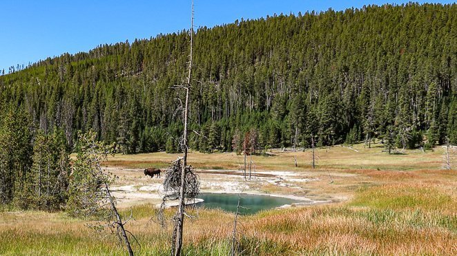 See wild Animals - Buffalo in Yellowstone National Park