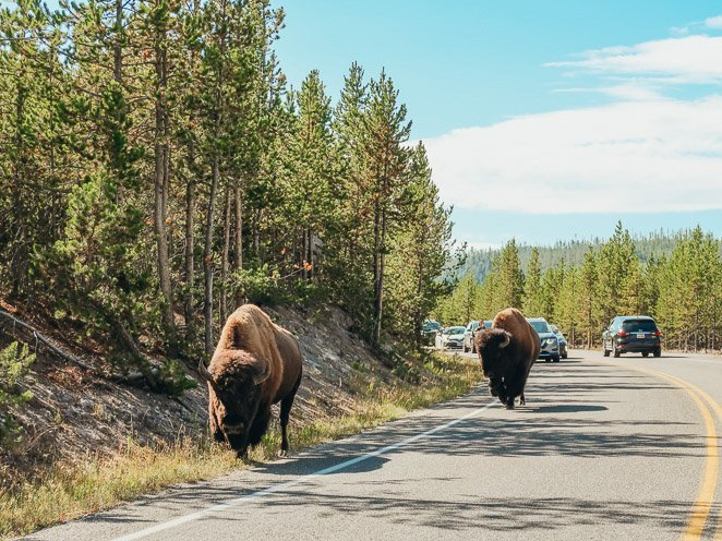 4th Grade National Park Pass for Free