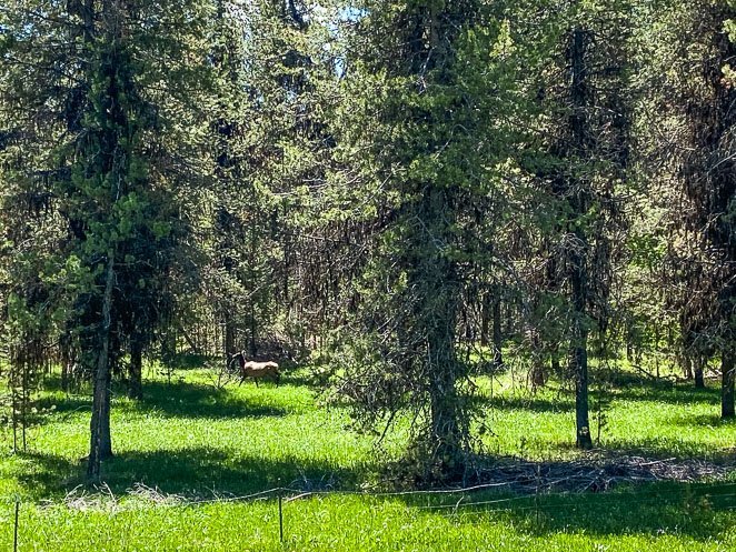 Spot Wildlife while camping Spot Wildlife while camping