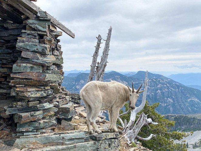 Mountain Goat on Scotchmen's Peak Idaho