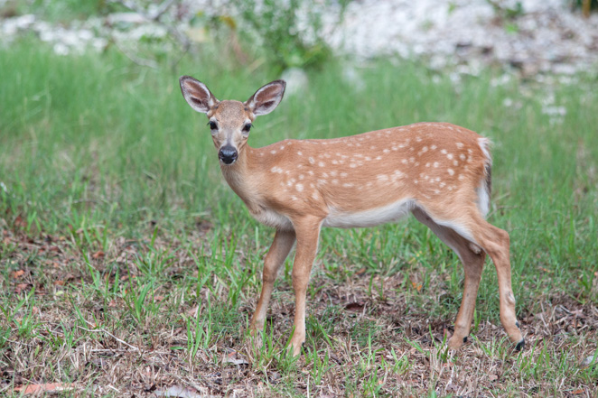 National Key Deer Big Pin Key