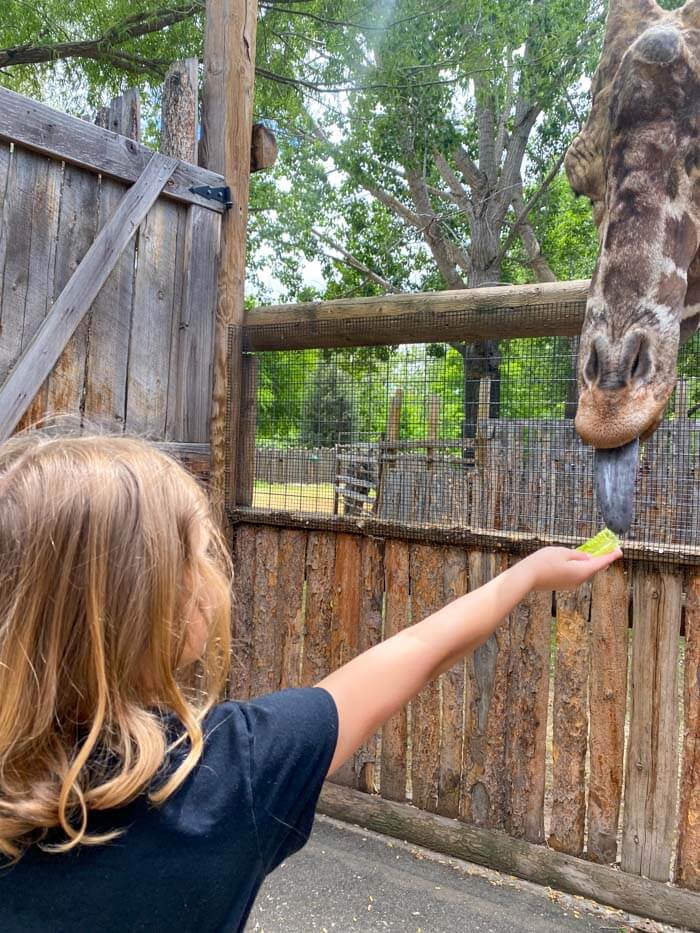 Zoo Boise Idaho Giraff Feeding