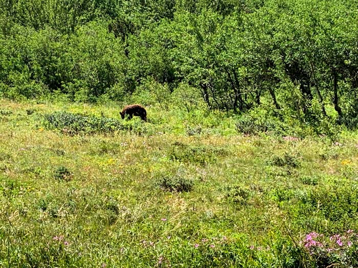 Bear in Glacier National Park