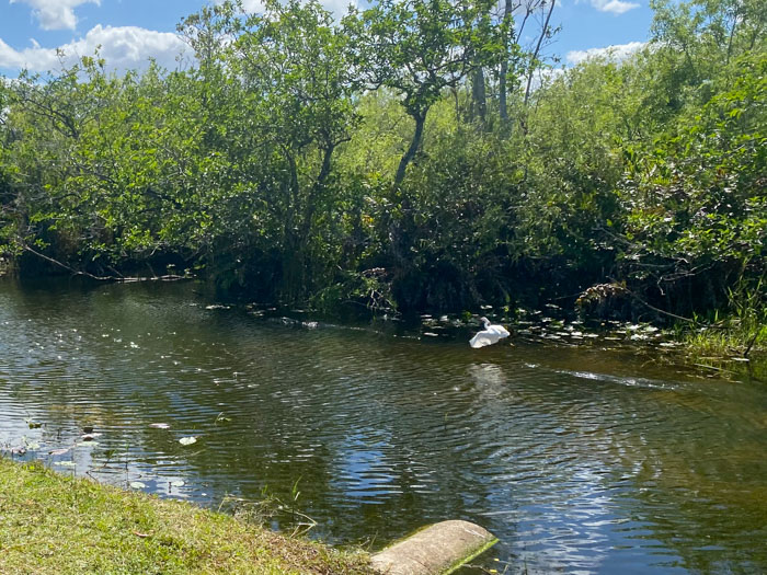 Hike Shark Valley Everglades National Park