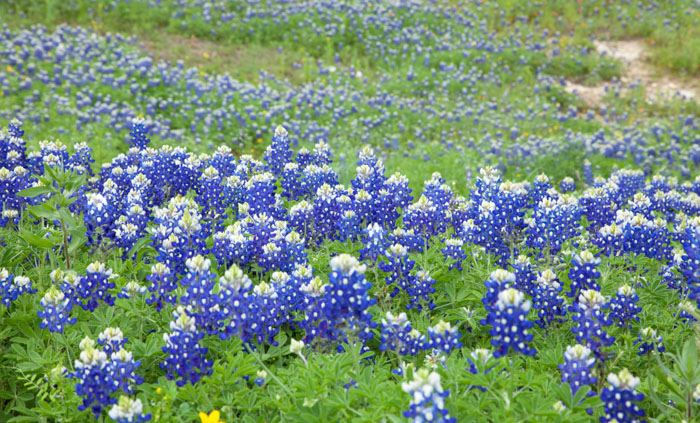 Texas Hill country