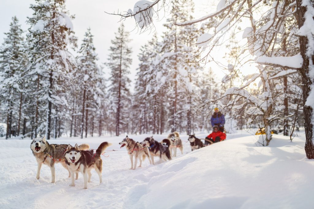 Dog sledding 