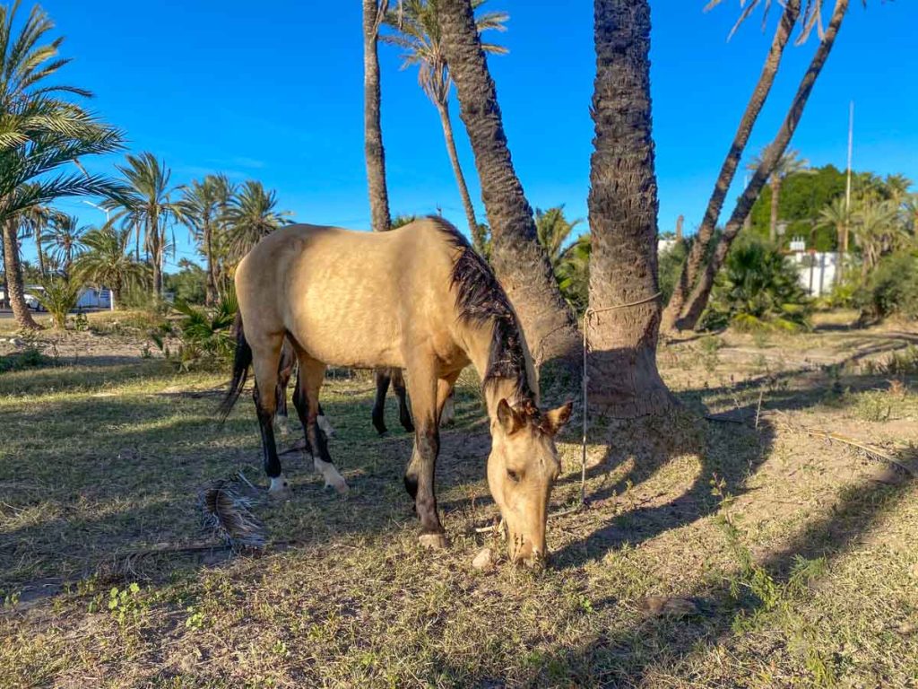 Horse in San Ignacio Mexico