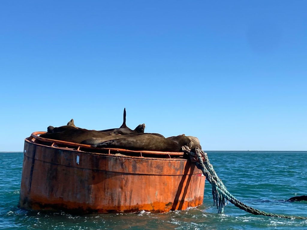 RV Camping in Baja Mexico Sea lions