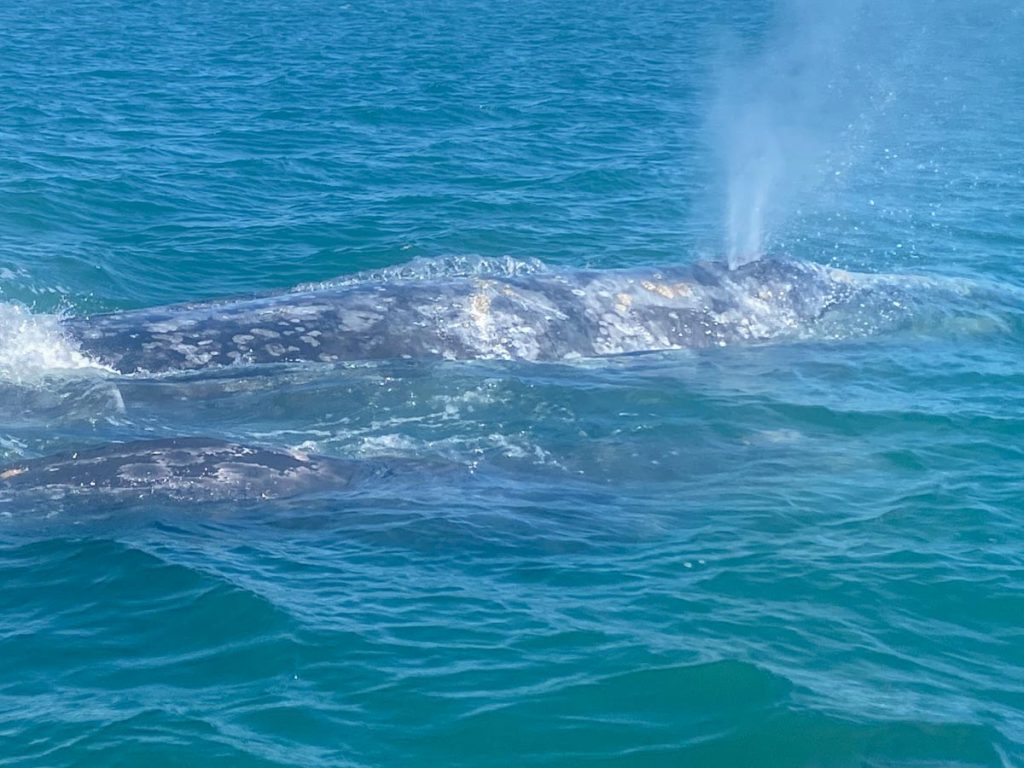 Whale Tours in Baja Mexico