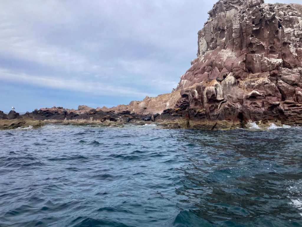 Swim with Sea Lions Baja