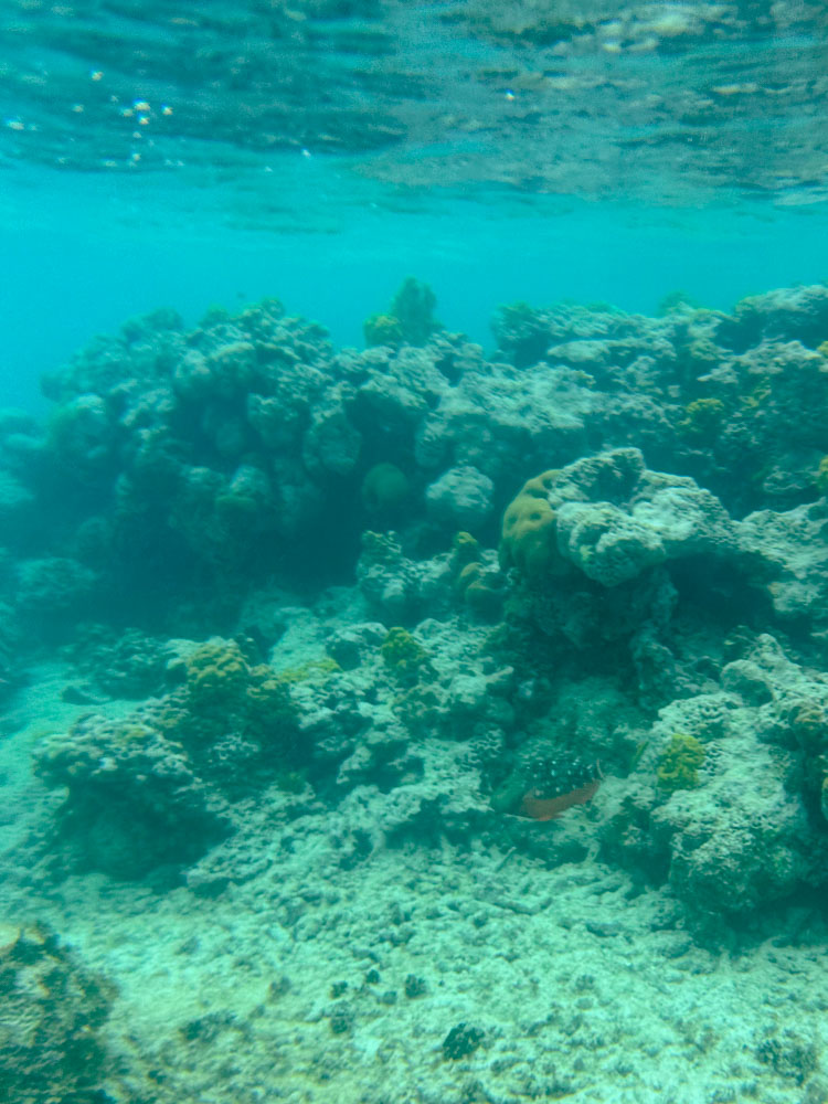 Snorkeling in Puerto Rico