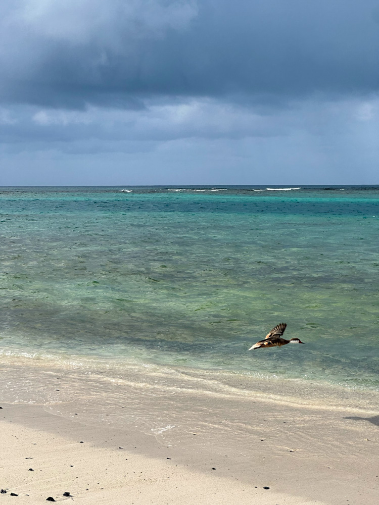 Wildlife in Culebra Puerto Rico