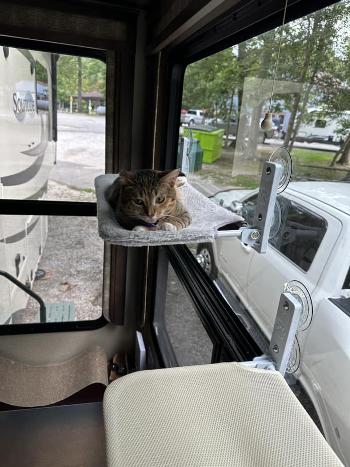 RVing with cats 